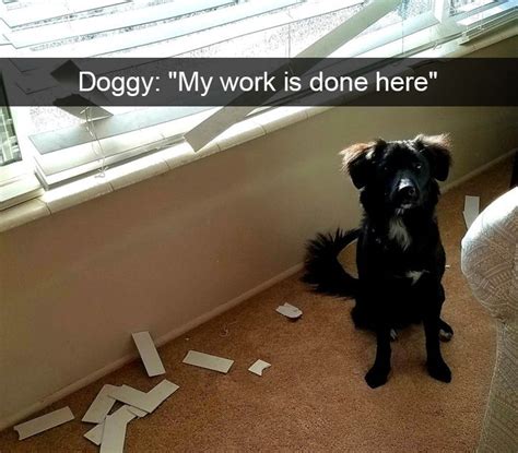 228 Funny And Cute Dog Snapchats That Will Make Your Day New Pics