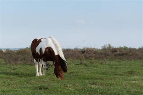 Front View Of Horse While Graze Grass In Pasture Stock Photo Image Of