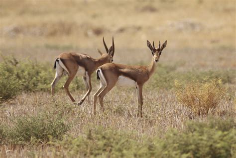 Dorcas Gazelle | Gazelle, Mammals