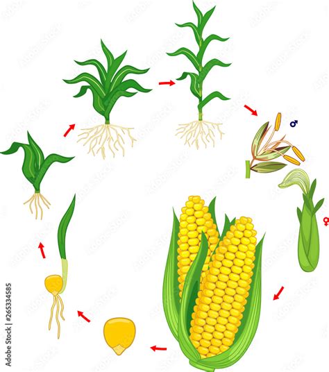 Life Cycle Of Corn Maize Plant Growth Stages From Seed To Plant And