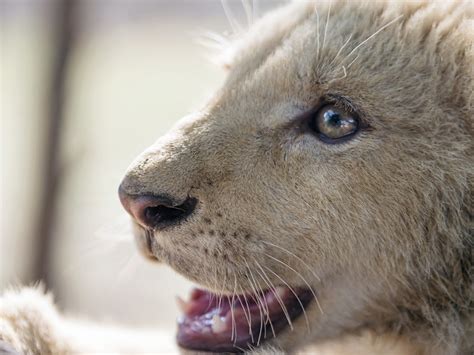 profile-closeup-a-profile-closeup-of-a-white-lion-cub