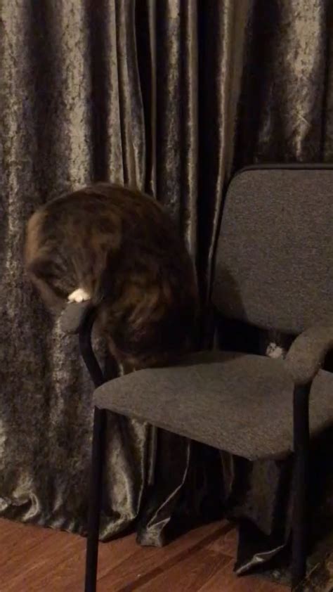 Cat Doing Gymnastics With Chairs Watch More Cats Funny Videos Here