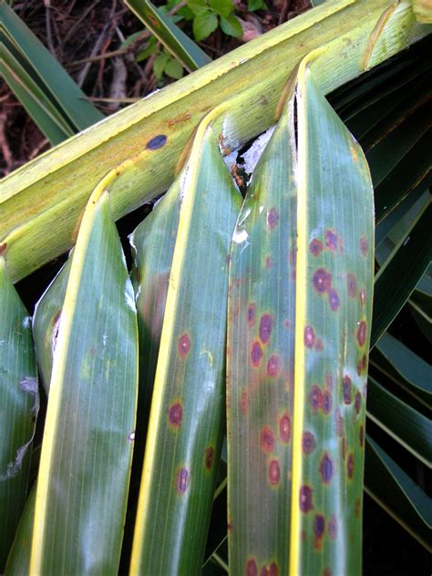 Coconut Leaf Spots