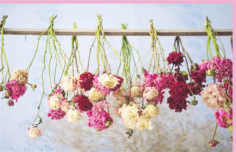 How To Dry And Preserve Flowers 3 Ways Ideas Proflowers
