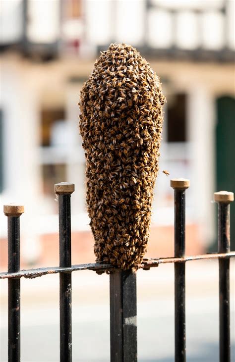 Swarm Of Bees Invade Derbyshire Town Centre Derbyshire Live