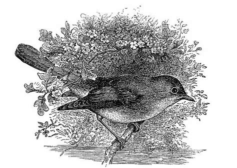 Bird Nightingale Drawings Illustrations Royalty Free Vector Graphics