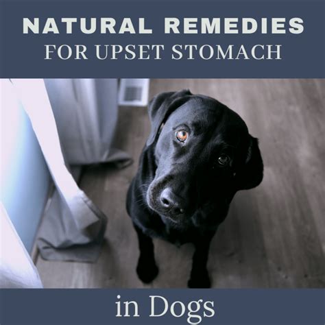 Natural Remedies For Your Dogs Upset Stomach Pethelpful By Fellow