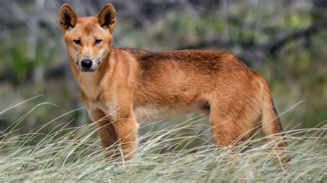 Le dingo un superprédateur d Australie Photos Futura