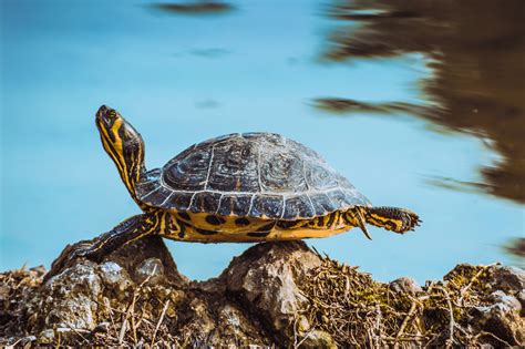 Find over 100+ of the best free turtle images. cool turtle by Siraj Nuri / 500px