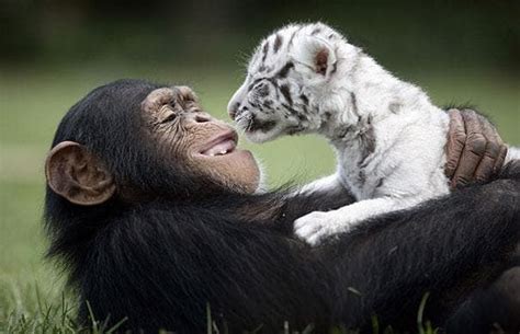 15 Unlikely Animal Friendships That Will Melt Your Heart Animals