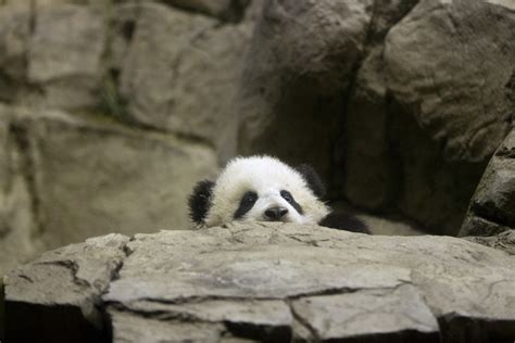 Taiwan And Dc Compete For The Most Adorable Baby Panda Of The Day