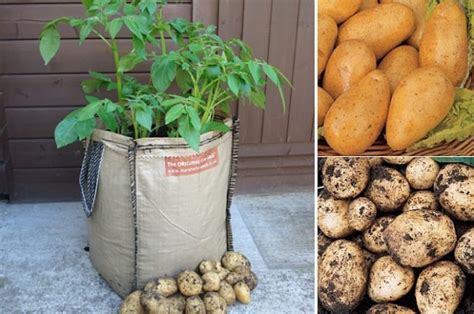 Cómo Cultivar Patatas En Sacos