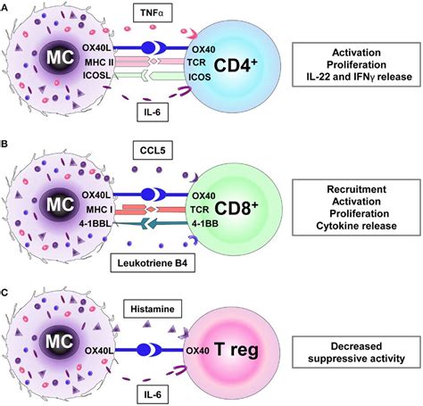 Image Result For Cd4 Vs Cd8 T Cells Biology Memes Immunotherapy