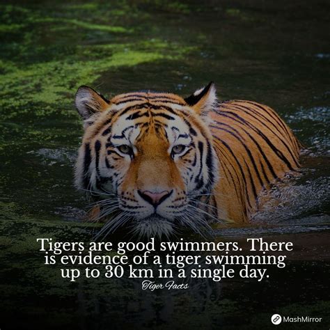 22 Interesting And Little Known Facts About Tigers Mashmirror