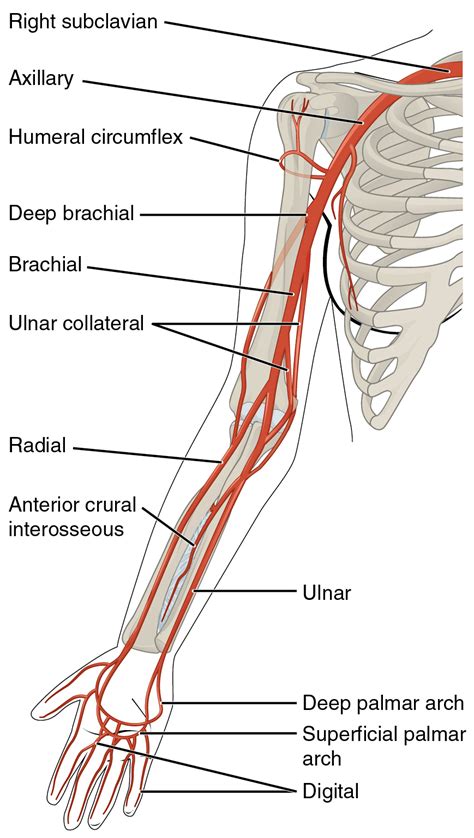 Medial cubital vein,_, axillary vein. 20.5 Circulatory Pathways - Anatomy and Physiology