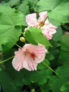 Abutilon 'biltmore ballgown', now available for sale online from the peace tree farm stand. Landcraft Environments: Abutilon