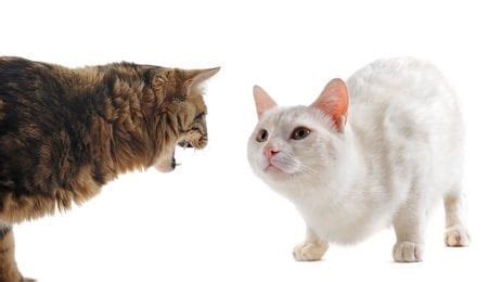 So, whether it is cats hissing at each other, a cat hissing at a new puppy, a cat hissing at a new cat, or even a cat hissing at you, it is up to us to decode the meaning before it will stop. Cat behavior | Why Cats Hiss