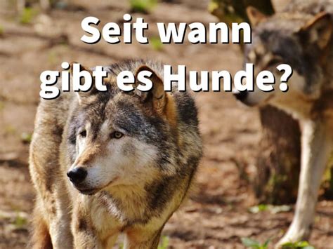 Um festzustellen, seit wann es den modernen menschen bereits gibt, ist man auf knochenfunde angewiesen. Domestizierung vom Wolf zum Hund: Seit wann gibt es Hunde?