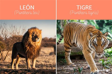 Diferencias Entre León Y Tigre ¡descúbrelas