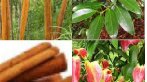 How To Grow Cinnamon Plant At Home Cinnamomum Verum Zeylanicum Youtube