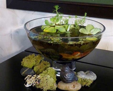 Votre plan d'eau n'en sera que plus décoratif et équilibré ! Plante AQUATIQUE - jetez-vous à l'eau en 47 photos