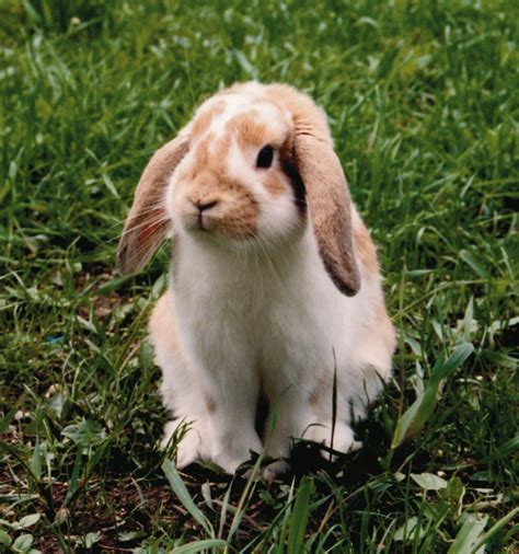 Lop Rabbit Traits And Pictures
