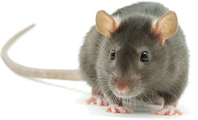 Therefore stay connected to the present moment. Dallas & Houston, TX Affordable Mouse & Rat Removal ...