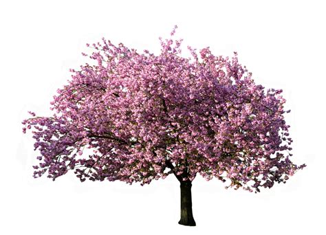 Resultado De Imagen De Pink Tree Png Tree Photoshop Flower Images My