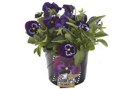 The Angelina Pansy Pohlmans The Plant People Phone 07 5462 0477