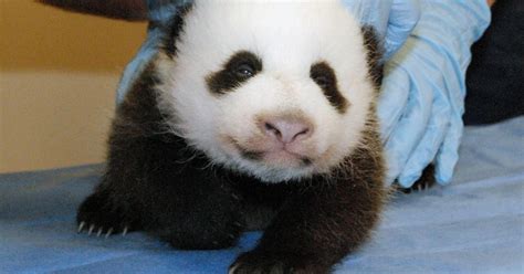 A Day After Panda Cam Turned Back On The National Zoo Reopens Cbs News