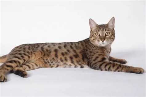 California Spangled Cat Breed Information And Personality