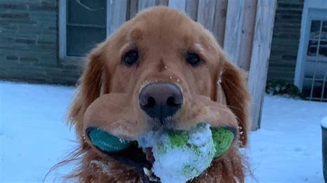 Finley The Golden Retriever Sets World Record For Most Tennis Balls In