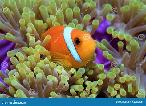 Maldive Anemonefish Stock Photo Image Of Fish Fishes 29325660