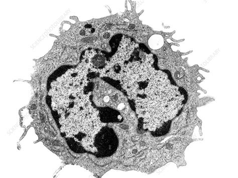 Blood Monocyte Em Stock Image C0504062 Science Photo Library