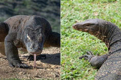 The Difference Between Monitor Lizards And Komodo Dragons Online