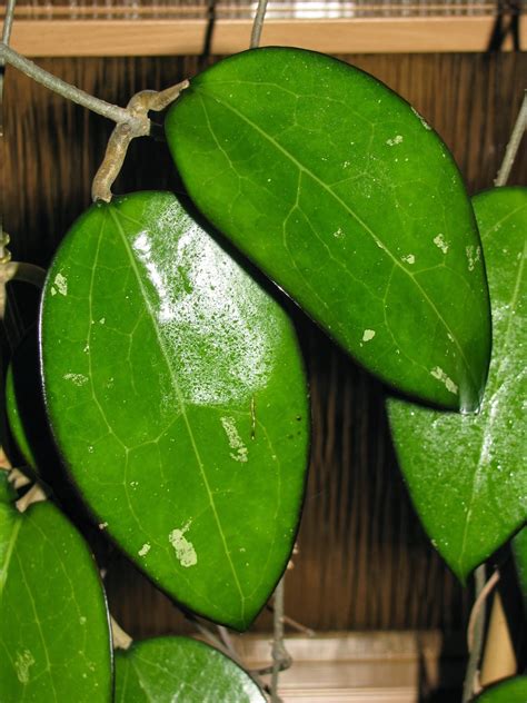 Hoya fusco marginata ( rooted cutting ). Zielona Przystań Lulu ______: Abecadło - hoya fusco-marginata