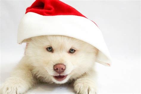 Free Photo Christmas Puppy Dog Christmasdog Free