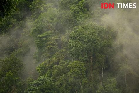 12 Potret Hutan Hujan Tropis Yang Tersisa Di Pulau Jawa