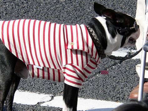Dog Wearing Sunglasses A Dog In Japan Wearing Designer Clo Flickr