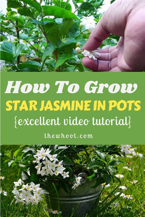 How To Grow Star Jasmine In Pots Video Jasmine Plant Jasmine Plant