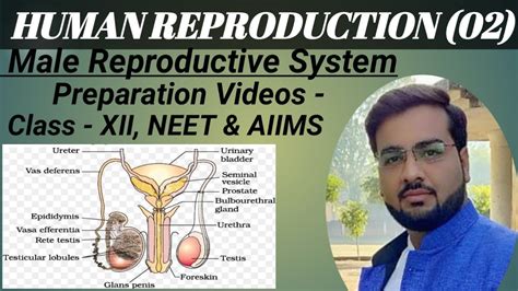 Male Reproductive System By Rahul Sir AIIMS NEET Video Lectures