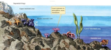 Rocky Intertidal Flashcards Quizlet