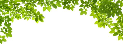 Green Leaves Picture Png Transparent Background Free
