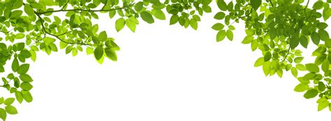 Download transparent leaf png for free on pngkey.com. Green, leaf, leaves png image #44875 - Free Icons and PNG ...