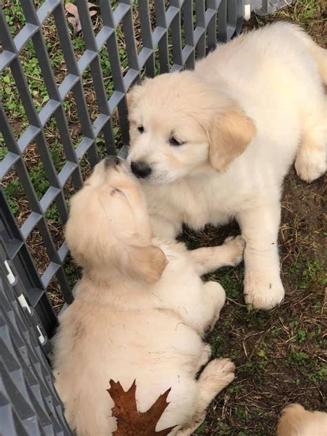 All of our dogs are registered with the akc, and carry champion bloodlines. Golden Retriever Puppies For Sale | Greenwood, SC #306997