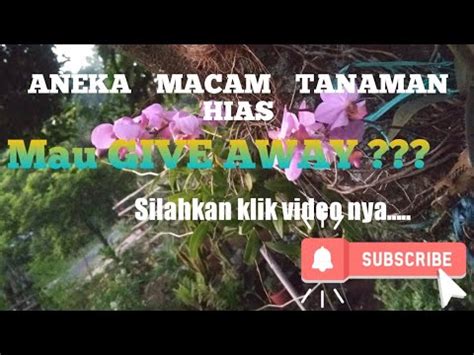 Maybe you would like to learn more about one of these? ANEKA MACAM - MACAM TANAMAN HIAS - YouTube