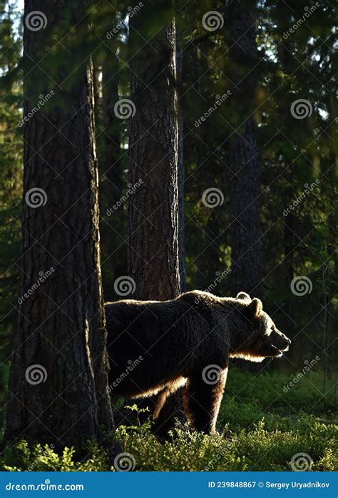 Backlit Brown Bear Bear Against A Sun Brown Bear In Back Light Stock