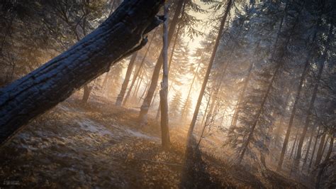 Last Rays Of Sun Evening In Forest 4k Hd Nature 4k Wallpapers Images