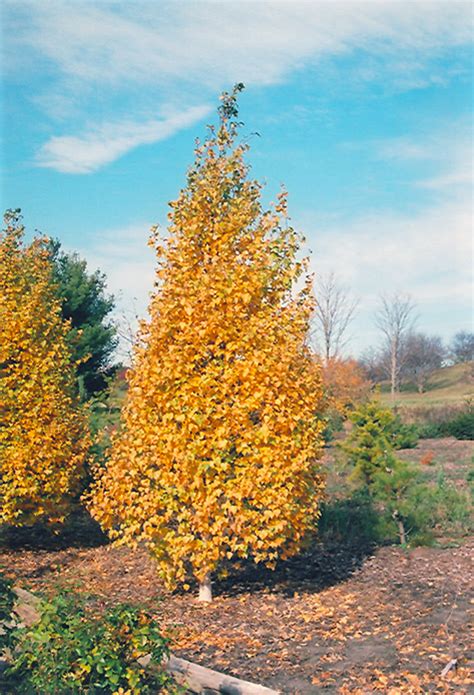 Whitespire Birch Betula Populifolia Whitespire In Milwaukee