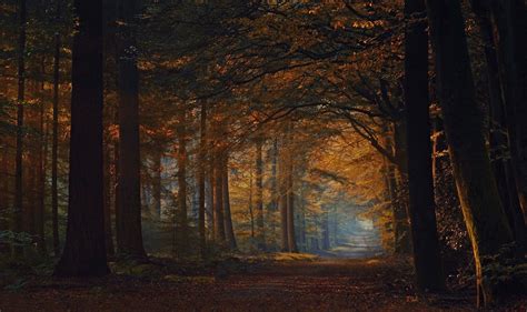 Fall Road Forest Shrubs Leaves Sunlight Trees Nature Landscape